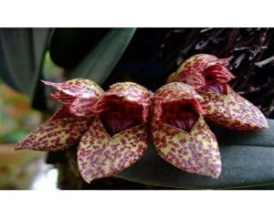 Bulb.frostii.バルボフィラム フロスティー