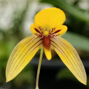 Bulb.sp.�iyellow -red stripe�j�o���{�t�B������ �G�X�s�[�i�C�G���[�����b�h�@�X�g���C�v�j