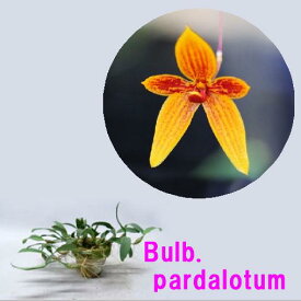 Bulb. pardalotumバルボフィラム属 パルダロタム