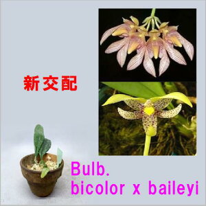 Bulb.Bulb.bicolor x baileyiバルボフィラム属ビカラー x バイレイ