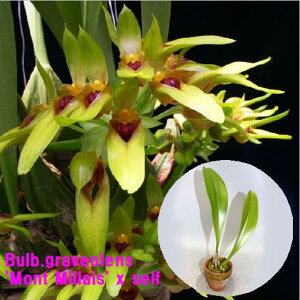 Bulbophyllum graveolens 'Mont Millais' x self�o���{�t�B���� �� �O���x�I�����X �f���� �~���[�fx�Z���t��z