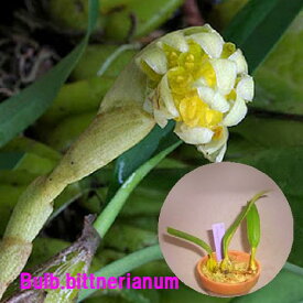 Bulb.bittnerianumバルボフィラム　ビットネリアナム