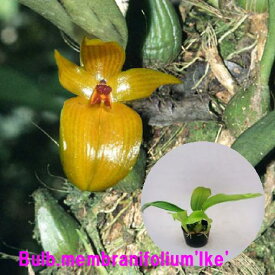 Bulb.membranifolium’Ike'（OG)バルボフィラム メンブラニフォリウム’イケ’