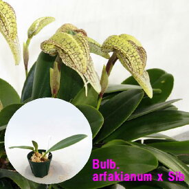 Bulb.arfakianum x Sibバルボフィラム属アルファキアナム