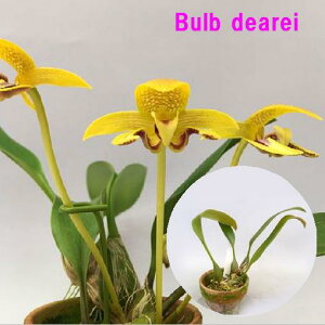 Bulb deareiバルボフィラム属 デアレイ