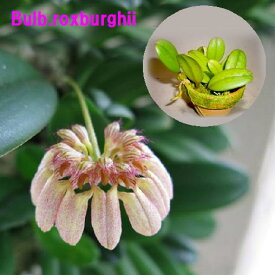 Bulb.roxburghiiバルボフィラム属ロクバーギー