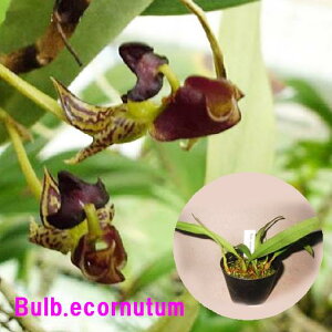 Bulb.ecornutum バルボフィラム エコノツム