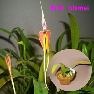 Bulb. blumeiバルボフィラム ブルメイ