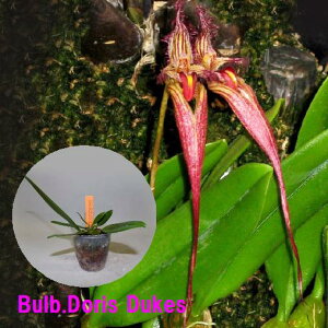 Bulb.Doris Dukeso{tBhXEf[NX