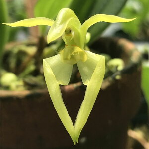 Bulb.lasiochillum fma album�o���{�t�B���������V�I�L���� �A���o��
