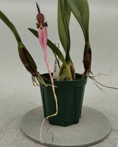 Bulb.fascination ‘Cosmo One’ CBR/JOGA バルボフィラム属ファスシネーション ‘コスモワン’