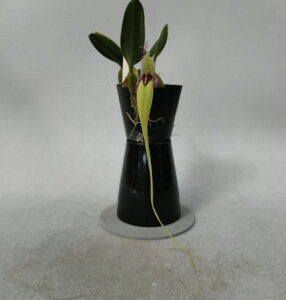 Bulb.fascinator fma. semi-alba �o���{�t�B�������t�@�b�V�l�[�^�[�@�Z�~�A���o