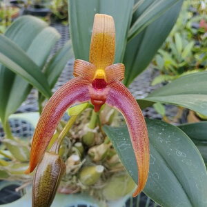 Bulb.Jersey'Yamaharu'BM/JOGAiOGjo{tBW[W[f}nf