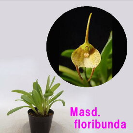 Masd. floribunda　マスデバリア属フロリバンダ
