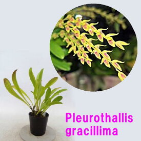 Pleurothallis gracillimaプレウロタリス属グラシリマ
