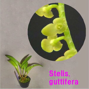 Stelis.guttifera ステリス グッティフェラ