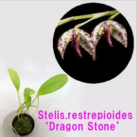Stelis.restrepioides‘Dragon Stone’CBR/AOSステリス属レストレピオイデス'ドラゴンストン’