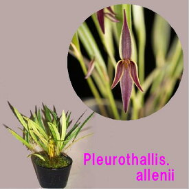 Pleurothallis. allenii　プレウロタリス　アレニー