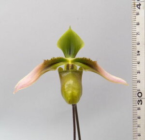 Paph. bullenianum�p�t�B�I�y�f�B�������u���j�A�i��