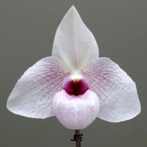 Paph. Lynleigh Koopowitz�p�t�B�I�y�f�B�������������C�N�[�|�E�B�b�c