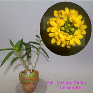 Epi. Melody Valley@' Lemon Kiss 'GsfhfB[o[@'  LbX '