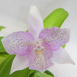 Diaca.Chantilly LacefBAJgA`eB[@[X