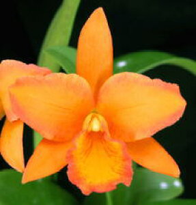Blc.Fuchs orange Nagget 'Robert' AM/AOSu\IJgtNXIWiQbgfo[gf