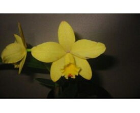 Sc.Fairyland 'Royal Jewel'ソフロニティスカトレア.フェアリーランド’ロイヤルジュエル’