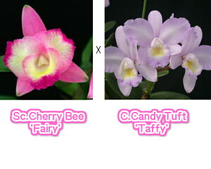 Sc. CherryBee 'Fairy' X CandyTuft 'Taffy'\tjeBXJgA.eF[r[ftFA[fxJgA.LfB^Ngf^tB[f