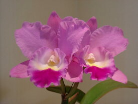 Lc.Imperial Wings 'Noble' SM/JOGA　X C.Candy Tuft 'Taffy'レリオカトレア.インペリアルウインゲ’ノーブル’xカトレア.キャンディタクト’タフィー’