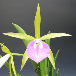 Bc.Orglade's Comic Page ブラソカトレア.オーグレイズ コミック ペイジ