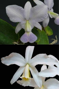 C.White Island coerulea@JgA.zCg ACh ZA