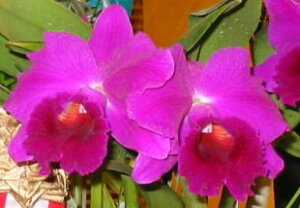 Lc.Imperial Wings 'Noble' SM/JOGAIJgA.CyAECOXfm[u'