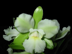 Epc.Siam Jade 'Fuchskey Lime' AM/AOSGsJgATCAWFCh ftNXPC Cf