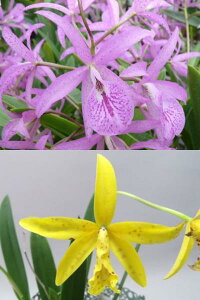 Bc. Maikai'Mayumi' X Pot.Hoku Gem'Super Spot'Bc.マイカイ'マユミ’x Pot.ホクジム'スーパースポッツ’