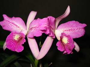 Blc. Empress Worsley 'Roman Holiday' SF/SFOFBlc.GvX EHZ[f}zfBf