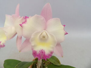 Sc. Cherry Bee 'Fairy'\tJgA`F[r[etFA[f