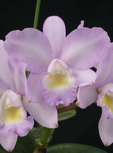 C.Candy Tuft 'Taffy' X Lc.Drumbeat'Heritage' HCC/AOS カトレア.キャンディタクト’タフィー’X レリオカトレア.カトレア.ドラムビート’ヘリテイジ’HCC/AOS