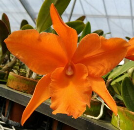 楽天市場 オレンジ 鉢花 花 観葉植物 花 ガーデン Diyの通販