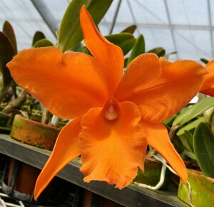 Blc.Fuchs orange Nagget 'Robert' AM/AOS@X@Pot. Haw Yuan Gold 'Youg Kong #2 GC/WOC99tNXIWiQbgfo[gfXnES[hfR2f