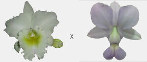 Bc.Pastoral'Innocence' x walkeriana var. coerulea 'Fantasy'pXgfCmZXfXPAi ZA t@^W[f