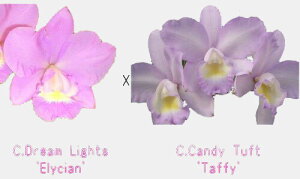 C.Dream Lights 'Elycian' X C.Candy Tuft 'Taffy'JgA.h[CcfGVAfxJgA.LfB^Ngf^tB[f
