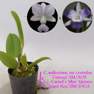 C.walkeriana var.coerulea' Fantasy'AM/AOS XLc.Cariad's Mini-Quinee'Angel Kiss'BM/JOGAIJgAPAi ZA't@^W['xJAY~jNCj['GWFLX'