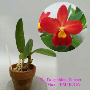 Slc.Dogashima Sunset'Max'BM/JOGA\tIJgAhEKV} TZbgf}bNXf