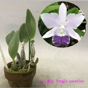 Lc.Mini Purple var. coeruleaIJgA~jp[v ZA