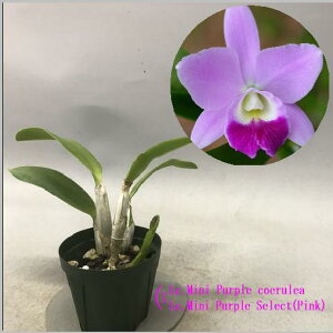 Lc.Mini Purple@ IJgA~jp[v