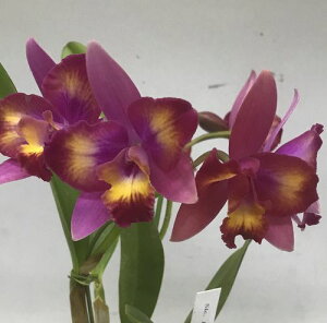 Slc.Hawaiian Splash'Lea'BM/JGP\tIJgAnCAXvbVfAf