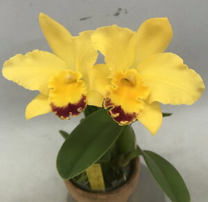 Pot.Lo's Magic Love'Dandy'|`ifX }WbN uf_fB[f