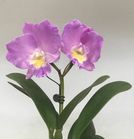Ctt.Doris And Byron'Christmasu Rose'カトリアンセ属ドリス アンド バイロン’クリスマスローズ’