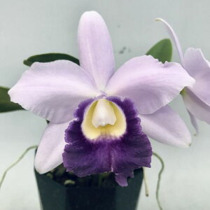 C.Tiny Blue'Blue Diamond2' x C.Mini Blue Star'Blue Sphari'BM/JOGAJgA^Cj[u[fu[_Chfx~ju[X^[fu[Tt@f